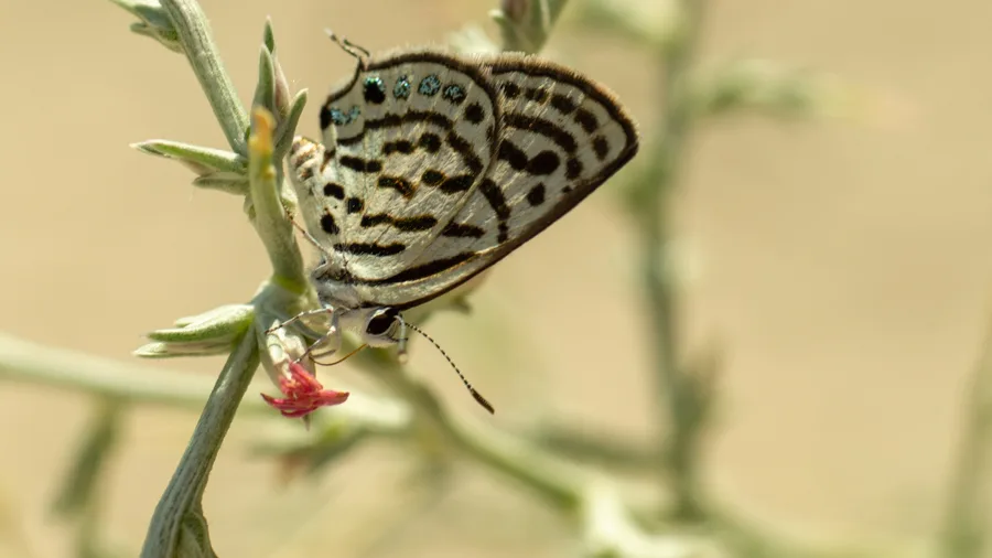 Balkan Kaplanı