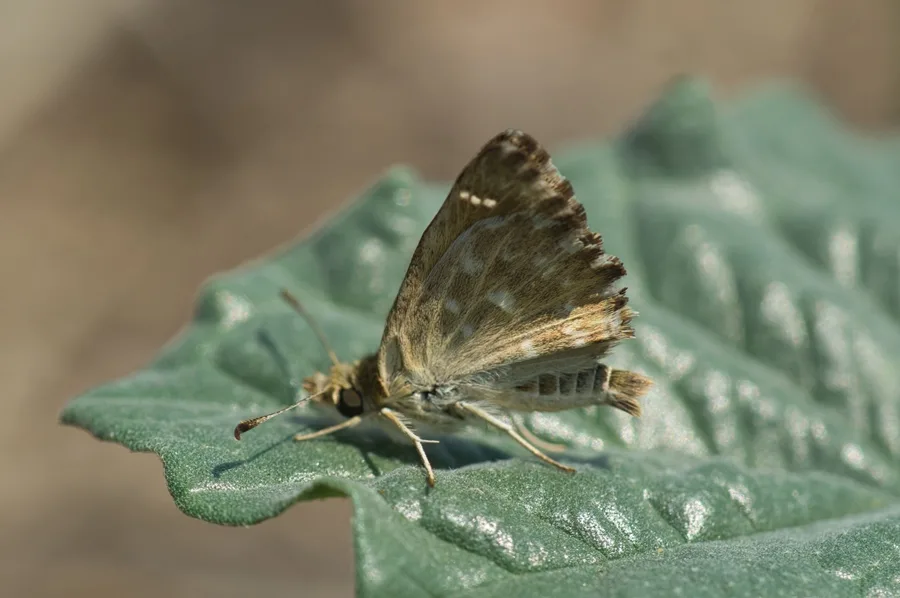 Hatmi Zıpzıpı