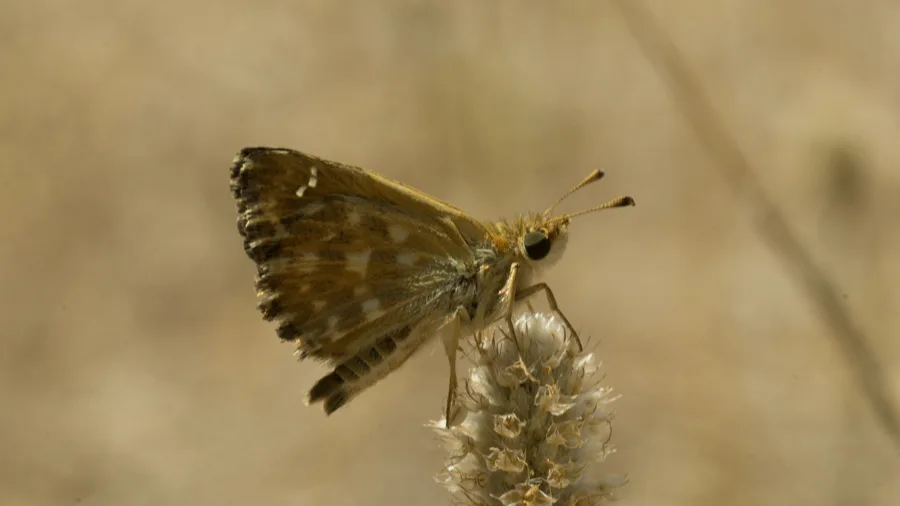 Hatmi Zıpzıpı