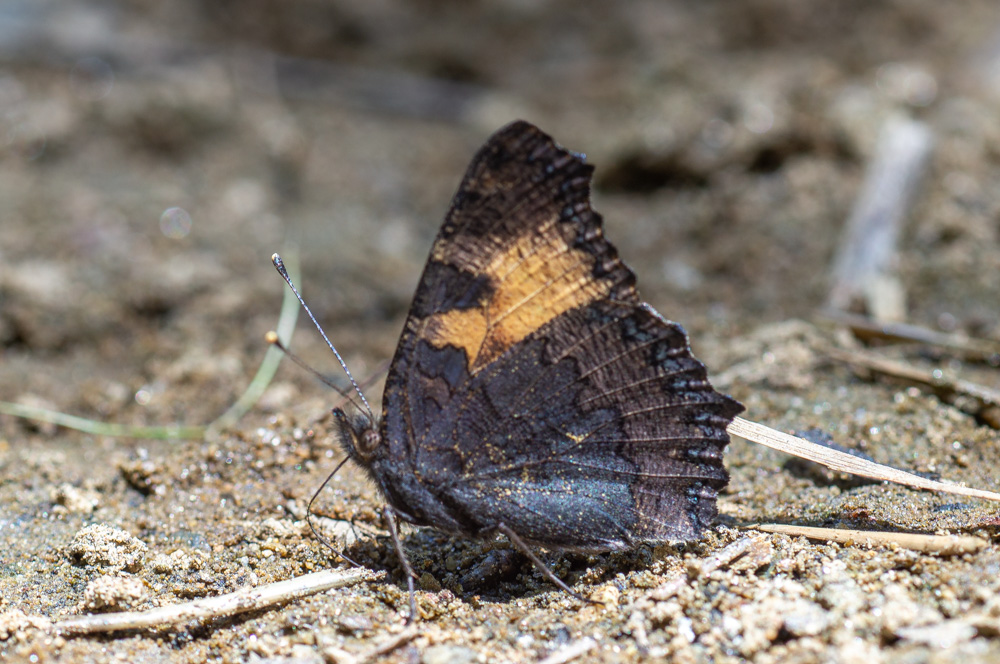 Aglais