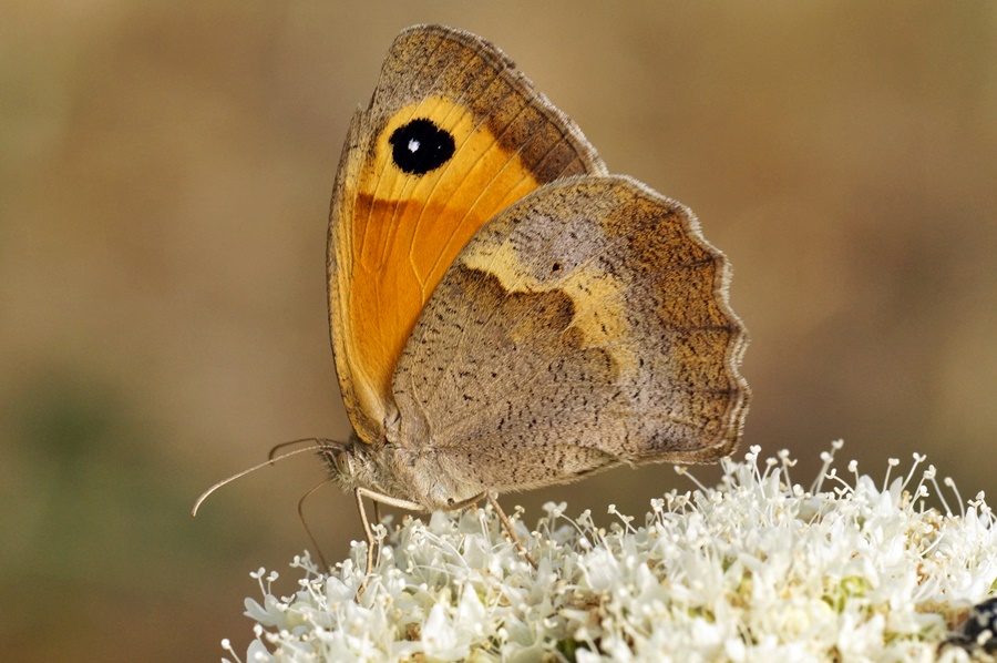 Çayır Esmeri